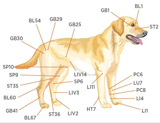 Pet Acupuncture Clinic