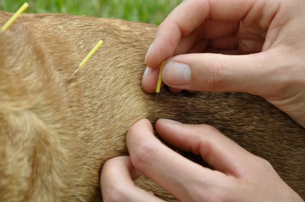 Pet Acupuncture Clinic